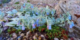 Mertensia maritima Мертензия приморская